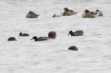 20120401_Amerikaanse wintertaling_Lauwersmeer